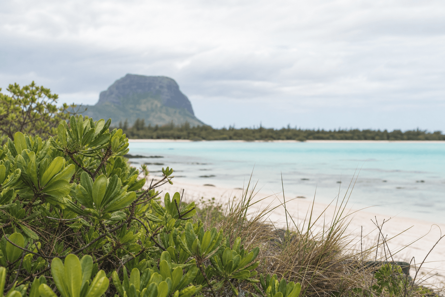 Végétation côtière et lagon près du Morne